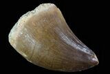 Mosasaur (Prognathodon) Tooth #79842-1